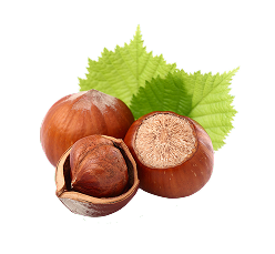 FINDIK ÇEŞİTLERİ