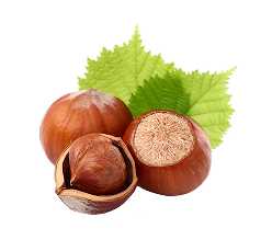 FINDIK ÇEŞİTLERİ